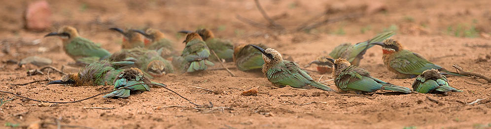 White-fronted Bee-eaters dustbathing